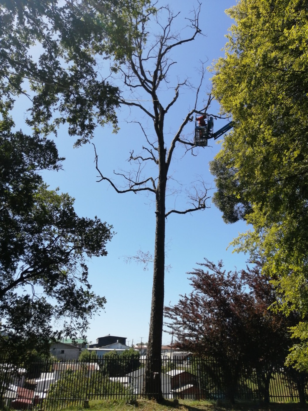 Poda de árbol seco en altura con equipo especializado